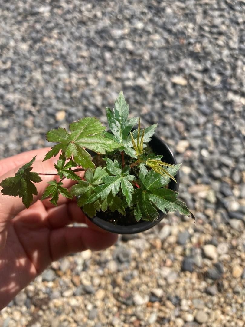 mountain maple
